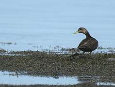 Canard noir