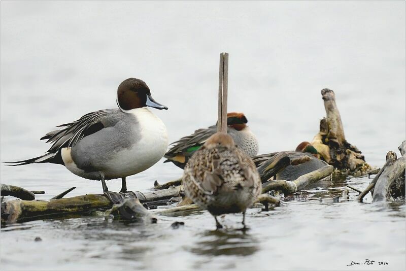 Canard pilet mâle