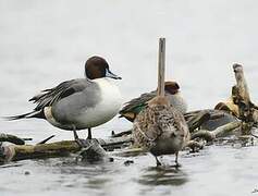 Northern Pintail