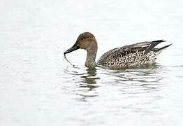 Northern Pintail