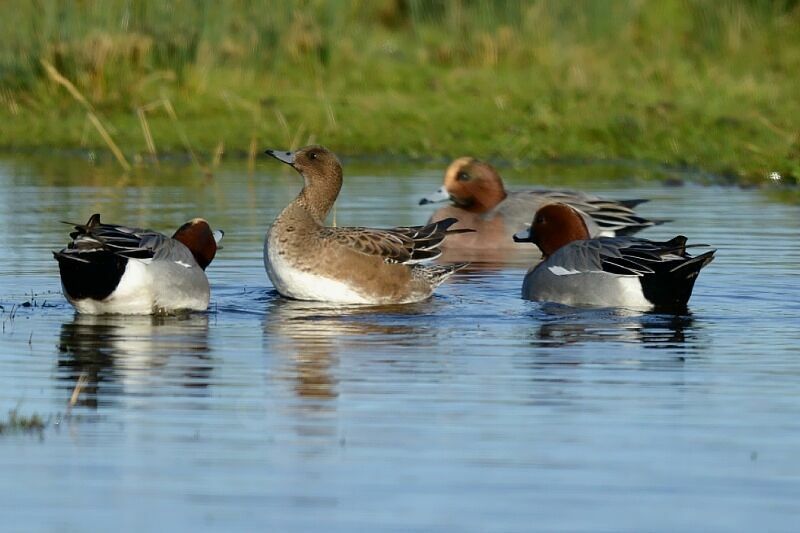 Canard siffleur