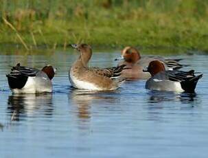 Canard siffleur