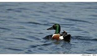 Northern Shoveler