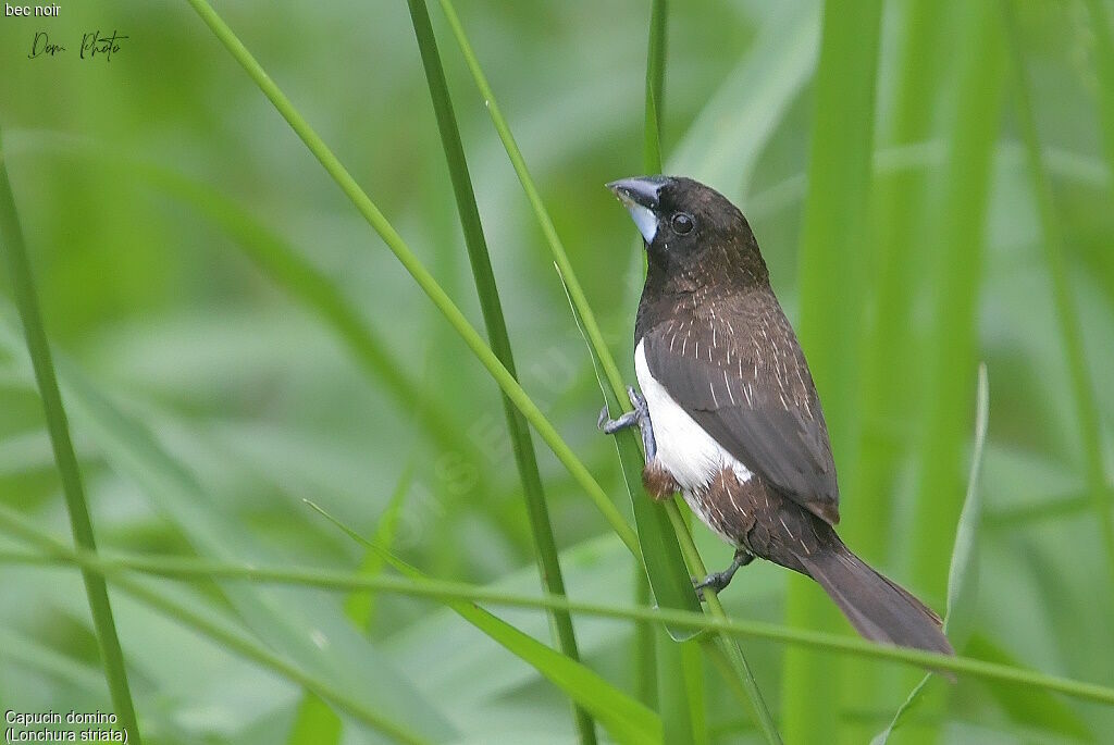 White-rumped Munia