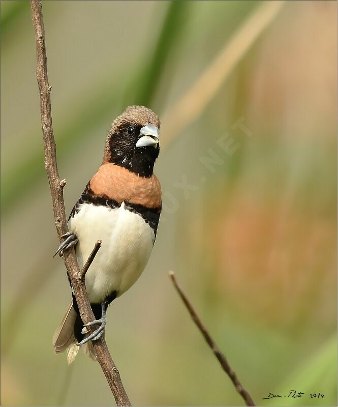 Chestnut-breasted Mannikin