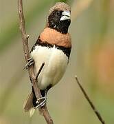 Chestnut-breasted Mannikin