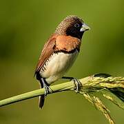 Chestnut-breasted Mannikin