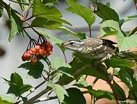 Cardinal à poitrine rose