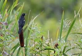 Red-winged Blackbird