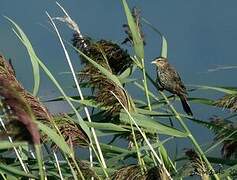 Red-winged Blackbird