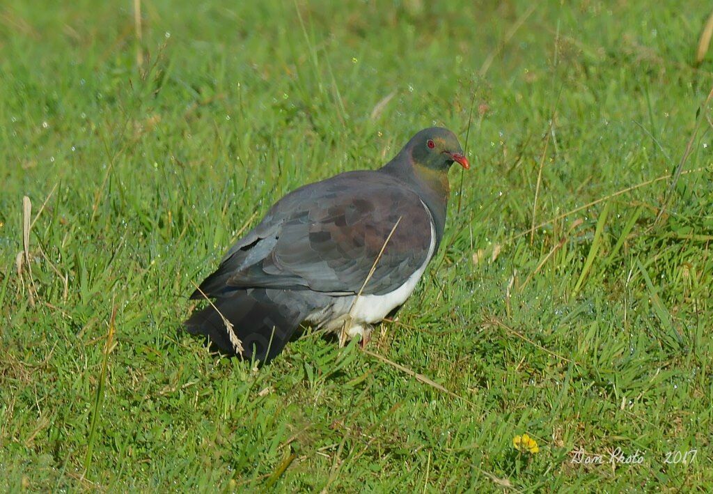 New Zealand Pigeon