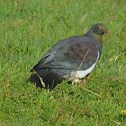 New Zealand Pigeon