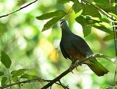 Goliath Imperial Pigeon