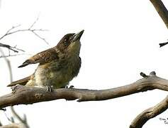 Grey Butcherbird