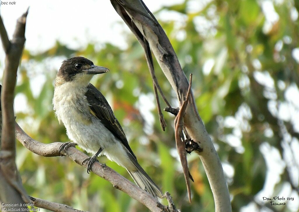 Grey Butcherbird