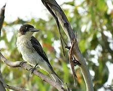 Grey Butcherbird