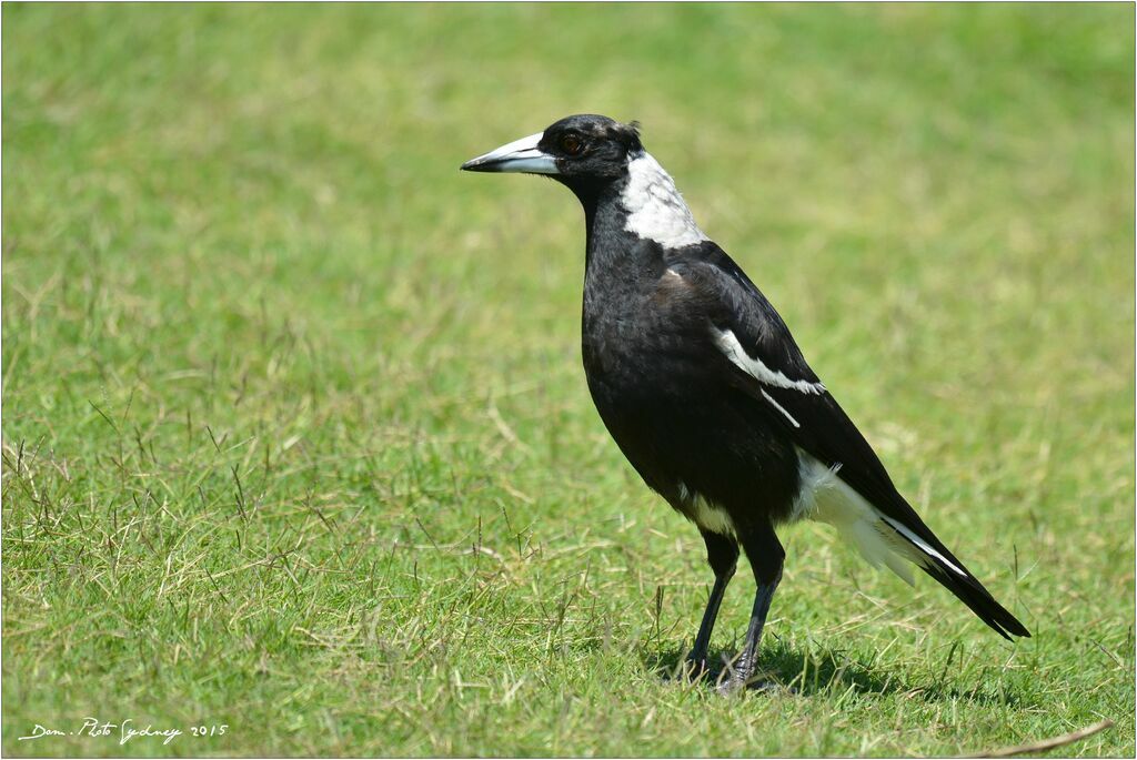 Australian Magpie