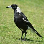 Australian Magpie