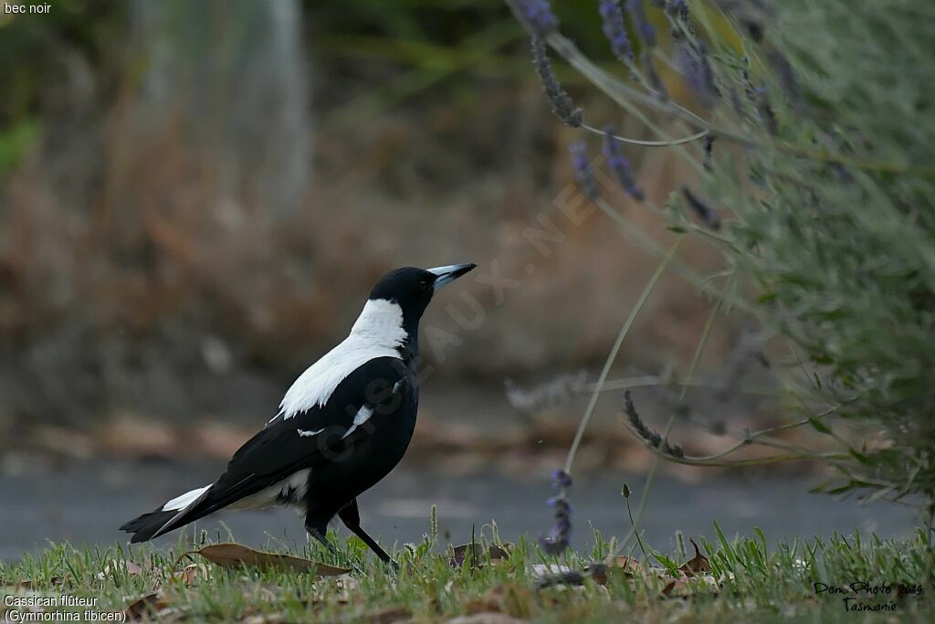 Australian Magpie