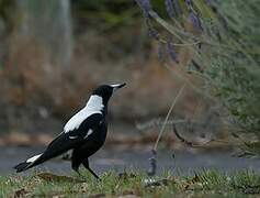 Australian Magpie