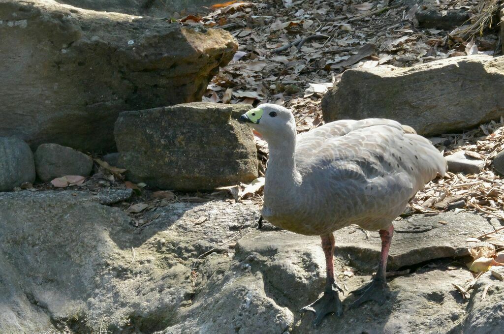 Cape Barren Goose