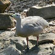 Cape Barren Goose