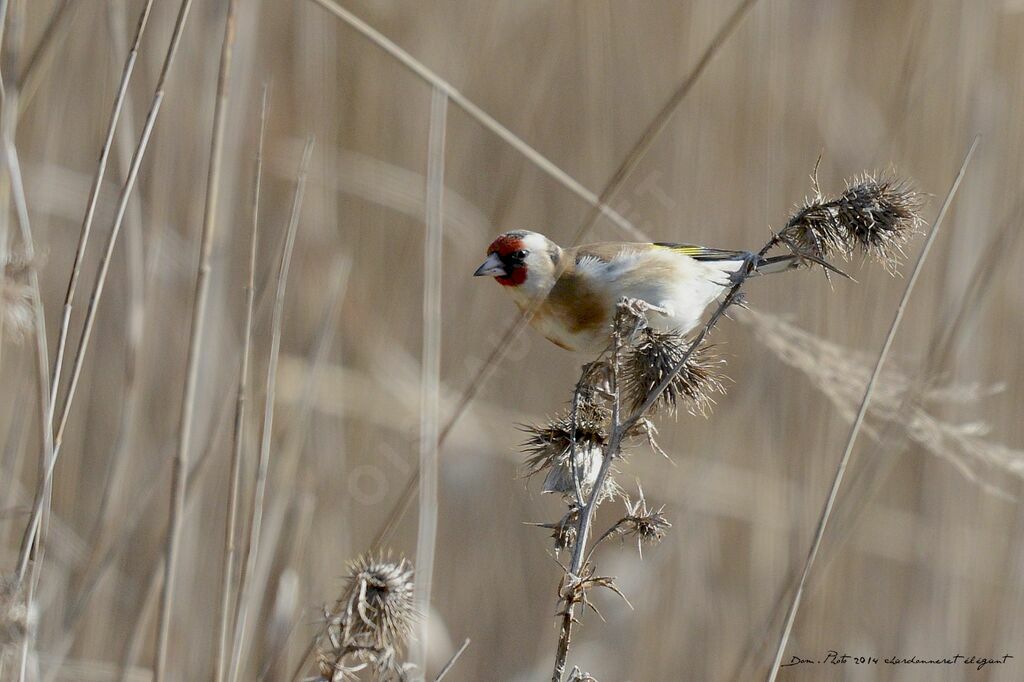 European Goldfinch