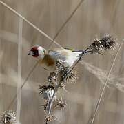 European Goldfinch