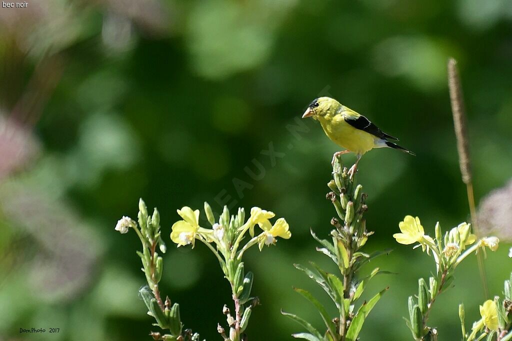 American Goldfinch