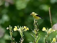 Chardonneret jaune