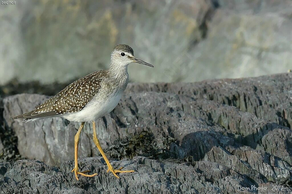 Lesser Yellowlegs