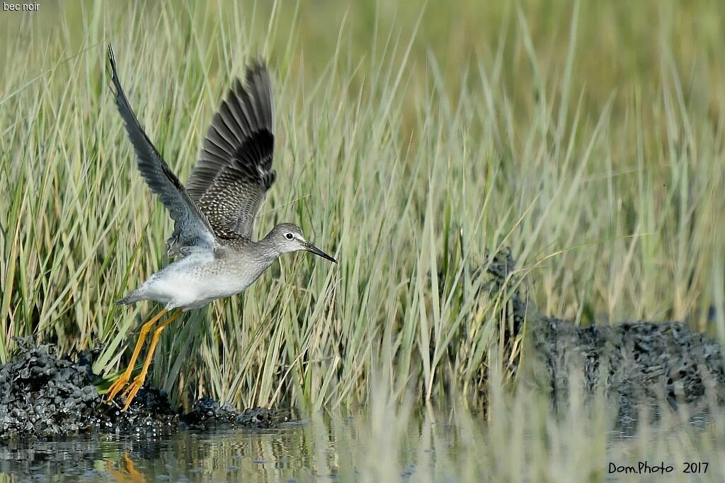 Lesser Yellowlegs