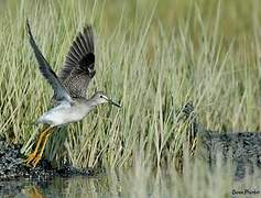 Lesser Yellowlegs