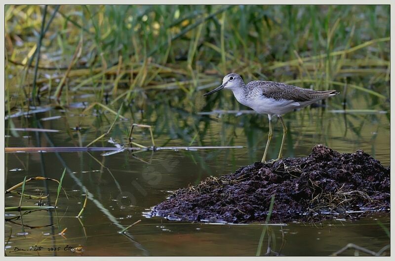 Common Greenshank