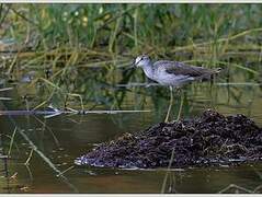 Common Greenshank