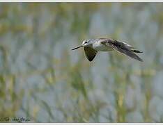 Common Greenshank