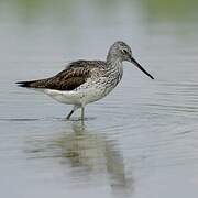 Common Greenshank