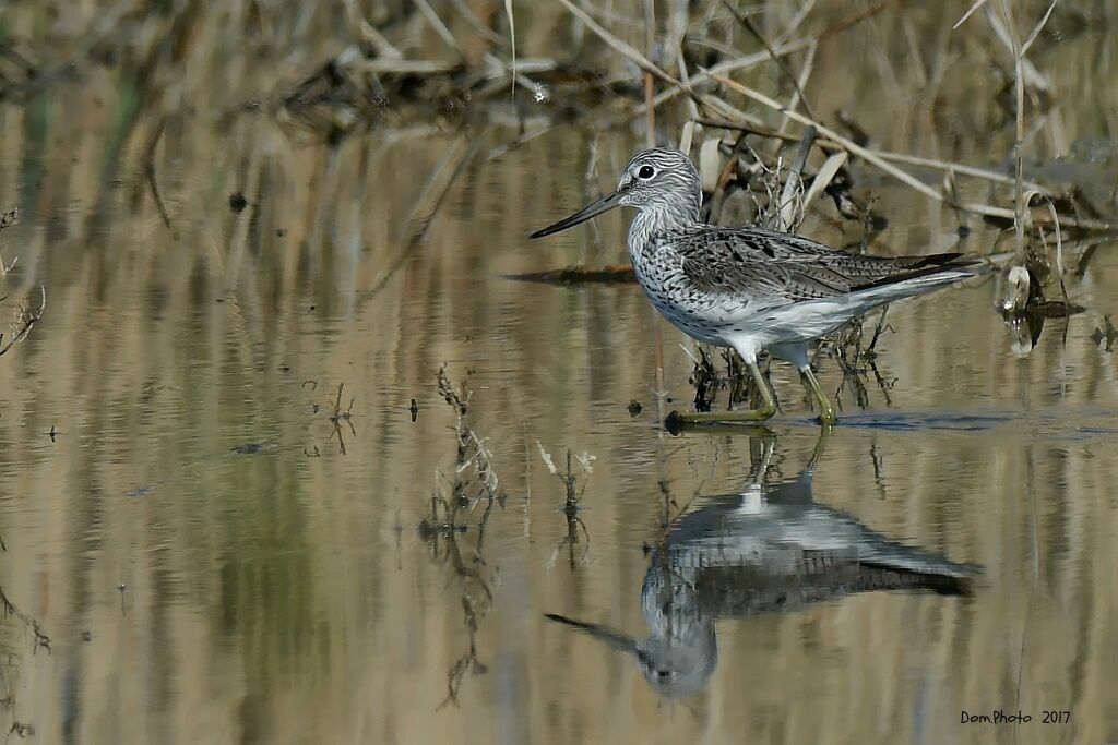 Common Greenshank