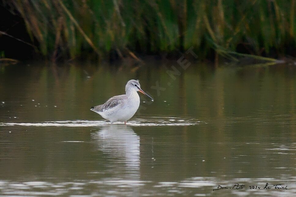 Spotted Redshank