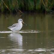 Spotted Redshank