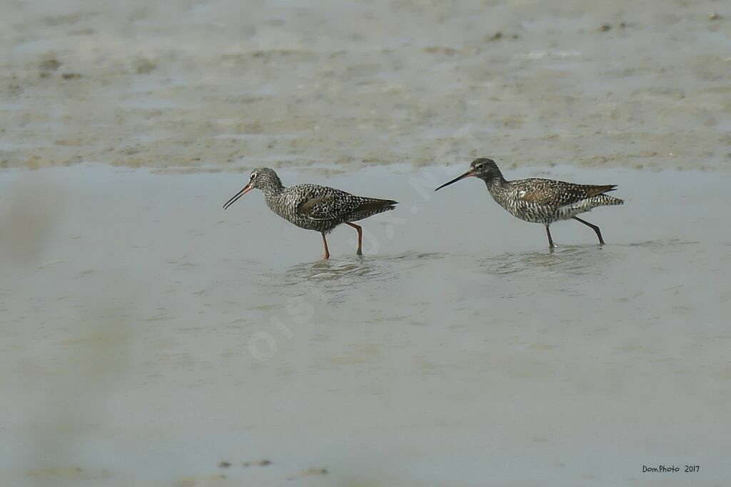 Spotted Redshank