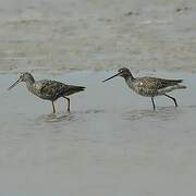 Spotted Redshank