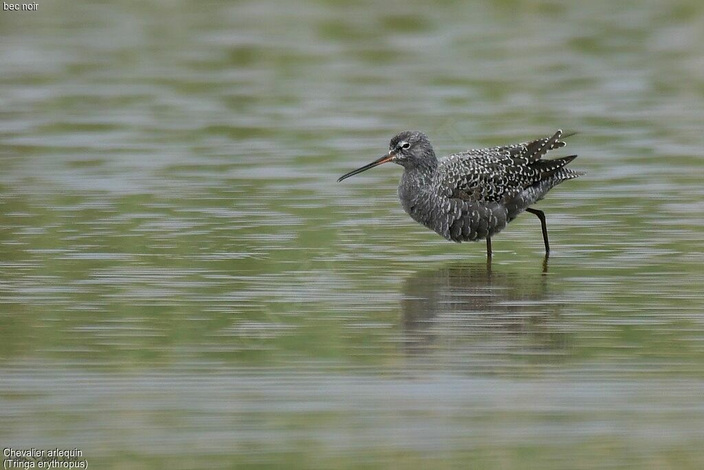 Spotted Redshank male adult breeding