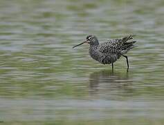 Spotted Redshank