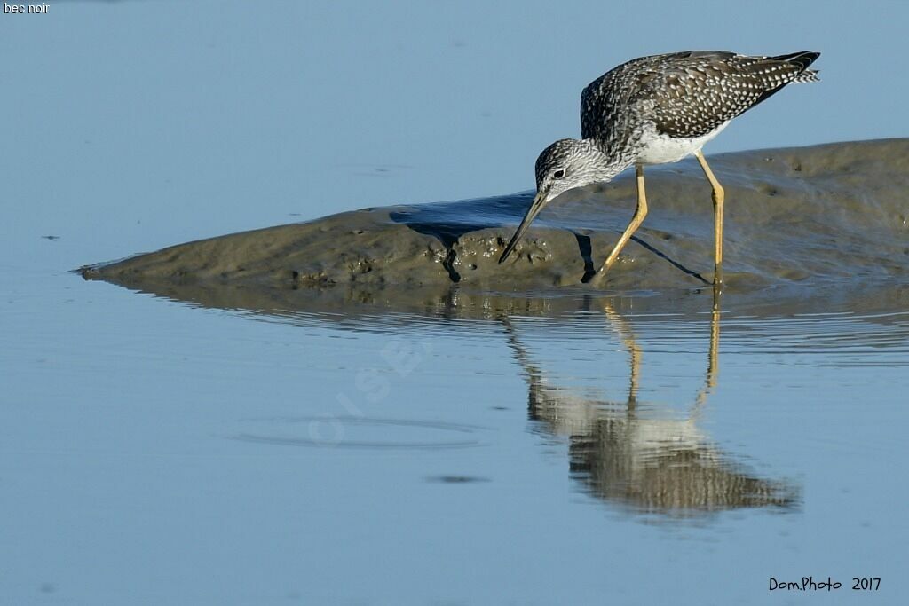 Greater Yellowlegs