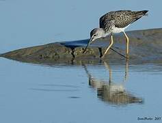 Greater Yellowlegs