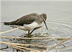 Green Sandpiper