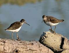 Green Sandpiper