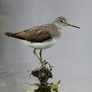 Green Sandpiper