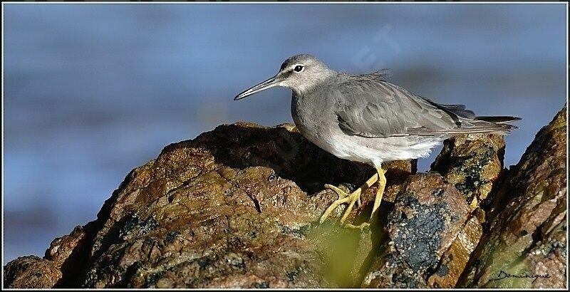 Wandering Tattler